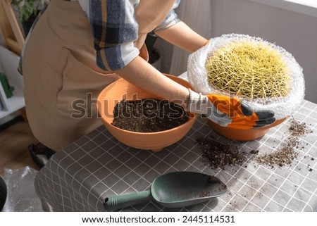 Repotting overgrown home plant large spiny cactus Echinocactus Gruzoni into new bigger pot. A woman in protective gloves wraps a cactus with a bubble wrap so as not to prick herself Royalty-Free Stock Photo #2445114531
