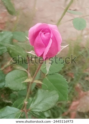 lovely pink rose bud and green petals picture Royalty-Free Stock Photo #2445116973