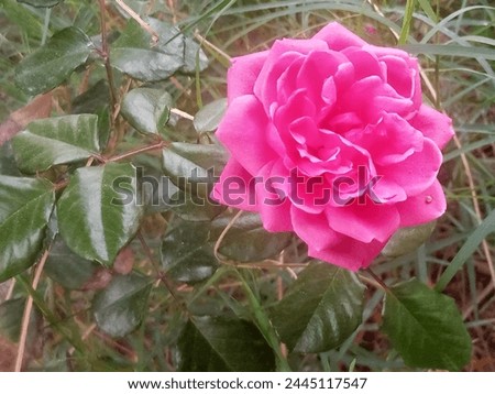 Lovely and amazing pick rose picture