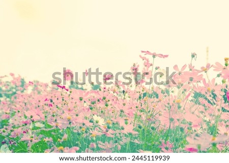 Pink cosmos flowers  blooming in summer garden with blue sky.
