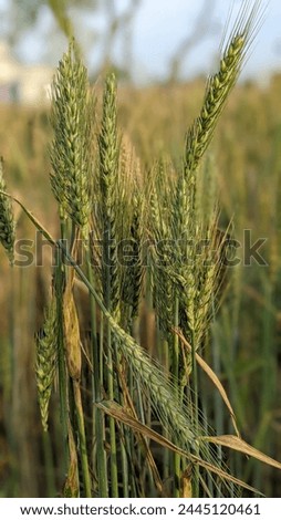 Common wheat picture new Best 
