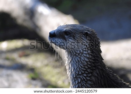 Northern river otter just out of the water