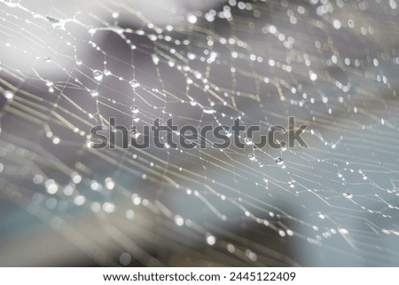 Spider web closeup detail closeup texture