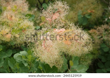 Floral wallpaper European smoketree outside. Royalty-Free Stock Photo #2445125919