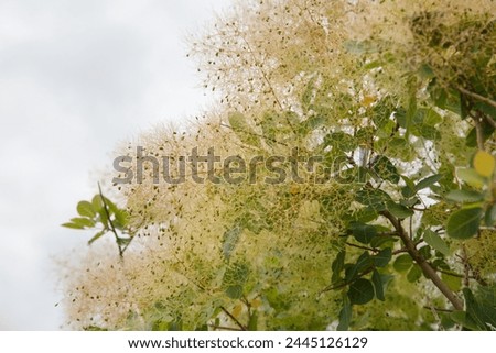 Floral wallpaper European smoketree outside. Royalty-Free Stock Photo #2445126129