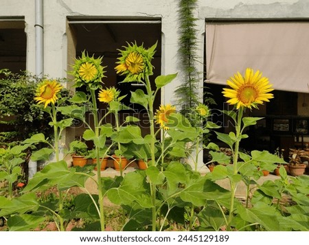 Blooming Sunflowers are on the plant in the garden