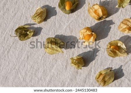 Top view of physalis berries, messy scattered on neutral beige linen tablecloth background with natural sunlight shadows, flat lay, copy space.