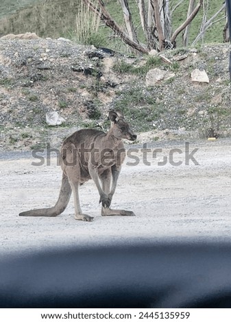 Kangaroo out in the open 