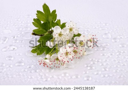 Common hawthorn branch with tiny white flowers in the spring isolate on white background. Crataegus monogyna, oneseed hawthorn, single-seeded hawthorn Royalty-Free Stock Photo #2445138187