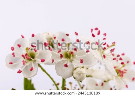 Common hawthorn branch with tiny white flowers in the spring isolate on white background. Crataegus monogyna, oneseed hawthorn, single-seeded hawthorn Royalty-Free Stock Photo #2445138189