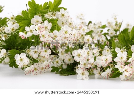 Common hawthorn branch with tiny white flowers in the spring isolate on white background. Crataegus monogyna, oneseed hawthorn, single-seeded hawthorn Royalty-Free Stock Photo #2445138191