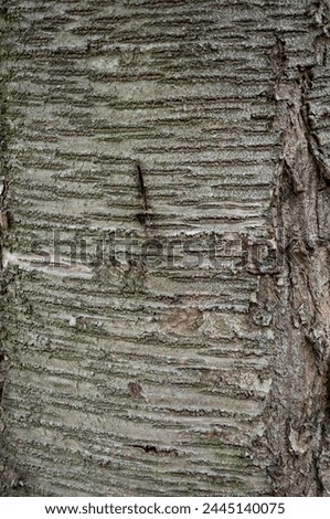 Bark of tree. Tree bark background. Nature background of texture tree trunk. Trunk texture. Wood.