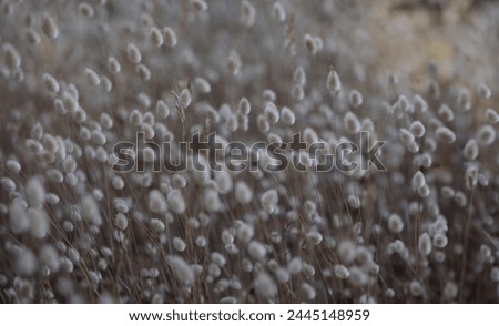 Closeup of many decorative dry coloured weeds background. Beautiful nature concept