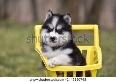 Fluffy Siberian Husky puppy and yellow cart Royalty-Free Stock Photo #2445150745