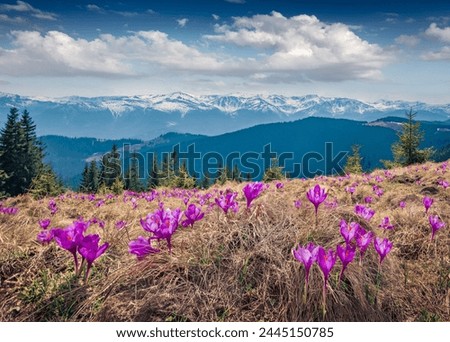 Impressive spring view of blooming crocuses on mountain meadow. Charming morning scene of Carpathian mountains, Ukraine, Europe. Beauty of nature concept background. Royalty-Free Stock Photo #2445150785