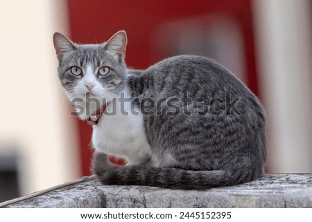 we see a grey and white cat perched on a stone surface. The cat’s body is turned, and it gazes directly at the camera with its green eyes. It wears a red collar adorned with a small bell. Royalty-Free Stock Photo #2445152395