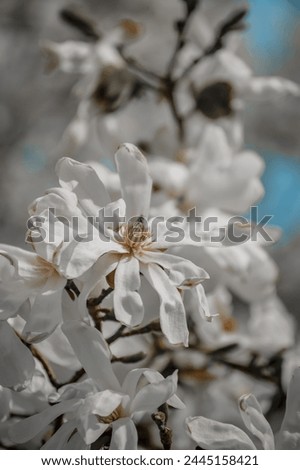 Magnolia flower in the garden