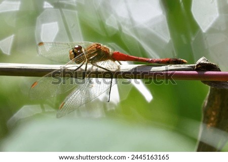 Sympetrum depressiusculum perched on dry leaf Royalty-Free Stock Photo #2445163165
