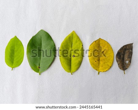 Flat green to brown leaves lie on a white background. Natural color gradation of tree leaves. From summer to autumn. The idea of aging is fading. leaf process from young to rotting