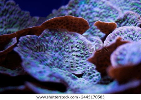 Colorful Plates of Corals in Reef Aquarium Tank Royalty-Free Stock Photo #2445170585