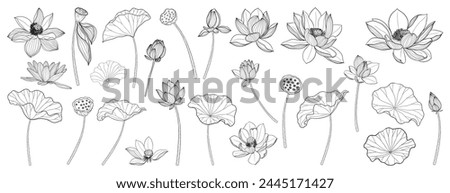Lotus Vector element. lotus line arts design for packaging template, pattern design element, vintage background, luxury logo, beauty and cosmetic wallpaper vector illustration. Royalty-Free Stock Photo #2445171427