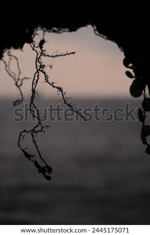 Silhouette of roots with sea background