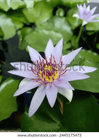 Two Water Lily So Beautiful in garden | image