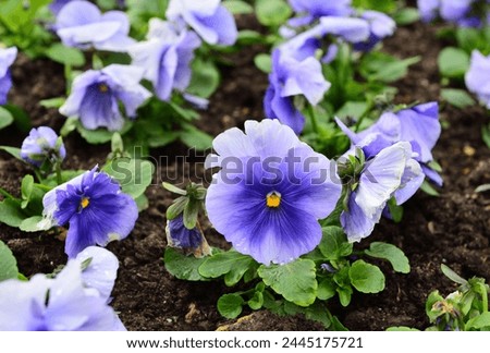 Pansy bed in the botanical garden in Wuppertal, Germany