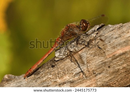 Sympetrum striolatum male perched on a log to warm herself Royalty-Free Stock Photo #2445175773