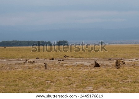 Hyena Pack in Amboseli National Park