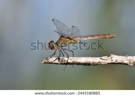 Sympetrum sanguineum female perched on a twig in the sun Royalty-Free Stock Photo #2445180885