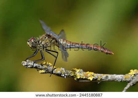 Sympetrum sanguineum female perched on a twig in the sun Royalty-Free Stock Photo #2445180887