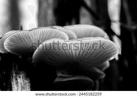 black and white picture of mushroom lamellae on its underpart