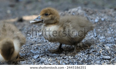 A baby duckling with soft yellow feathers exudes an aura of innocence and new life, its tiny form a picture of natural cuteness