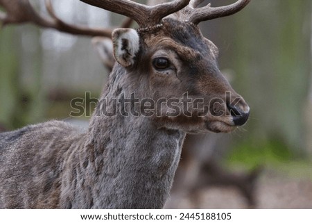 wild deer in the forest among the trees