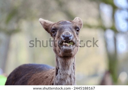 wild deer in the forest among the trees