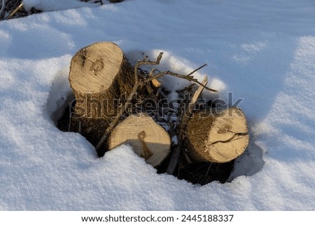 stumps of old trees left after logging in winter, a snow-covered area where trees were cut down for industry