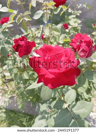 A red rose is the symbol of eternal love and passion. The meaning of red roses can stand for true love, courage, respect, or even congratulations. If you want to make a grand