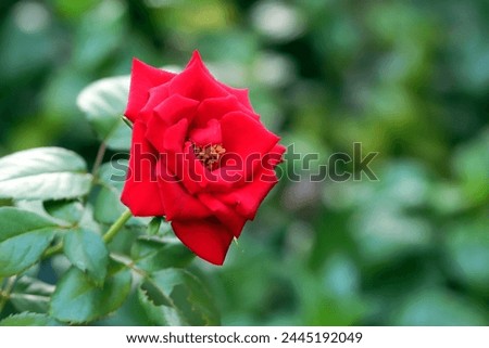 Blooming red rose flower with blurred green leaves background 