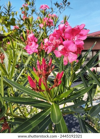 Hot pink oleander flowers in the garden 