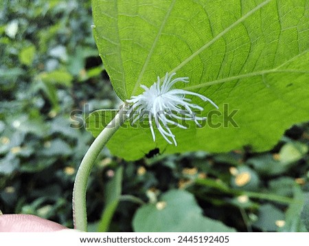 flatid White planthopper nymph sitting on a leaf Royalty-Free Stock Photo #2445192405