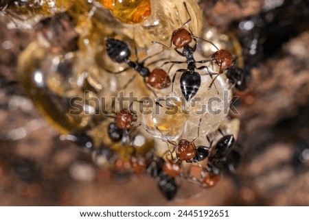 Red head black body fire ants honeypot Myrmecocystus detail macro inside anthill on a tree