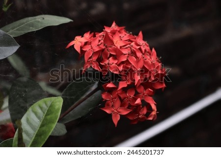 A Burst of Crimson Blooms: The Vibrant Contrast of Nature.This title captures the essence of the vibrant cluster of red ixora flowers amidst dark green leaves, showcasing the stark contrast.