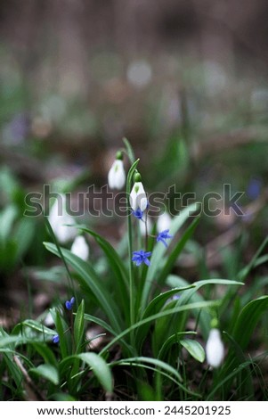 Beautiful flowers of the Galanthus nivalis snowdrop in spring after rain on a forest background.
