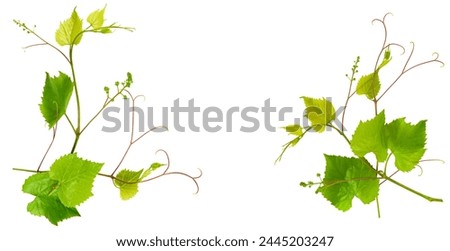 Grapevine with bright green leaves isolated on white background. There is free space for text. Collage. Wide photo.