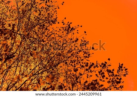 Beautiful tree with leaves and orange heaven, natural background for text, orange image, NO AI