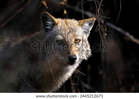 A picture of a beautiful gray fox with yellow eyes looking at the camera and appearing to be frightened with a background of branches.