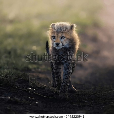 A cute baby cheetah walking in a reserve among small grasses with a beautiful blurred background.