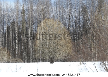 landscapes of the forests of northeastern Europe at the end of March on a sunny day