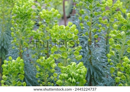 Green Euphorbia characias, the Mediterranean spurge or Albanian spurge in flower. Royalty-Free Stock Photo #2445224737